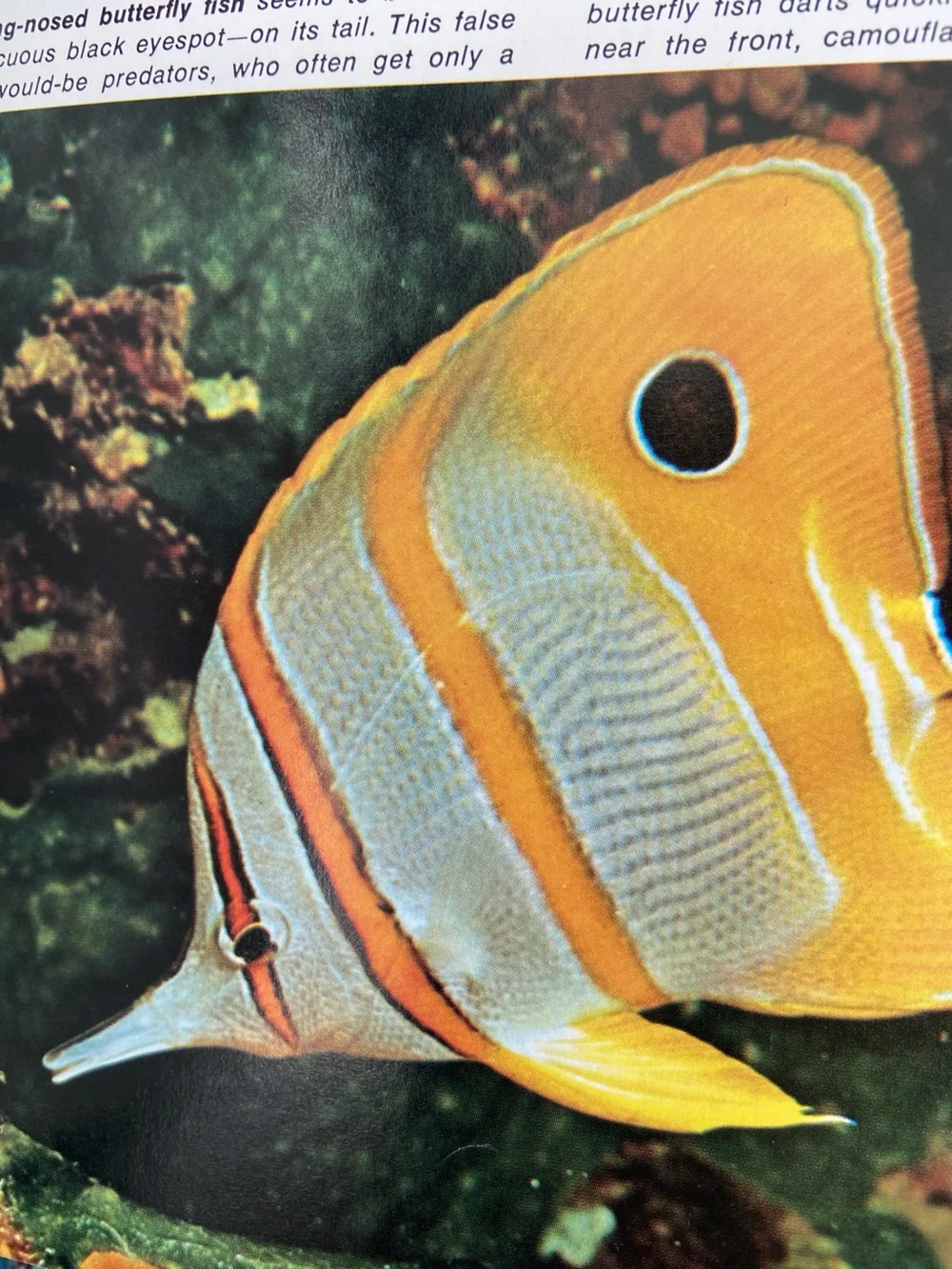 animal book Ocean Sea Island animals wildlife Tropical Fish cover coastal beach